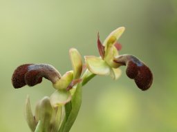19_Ophrys_omegaifera